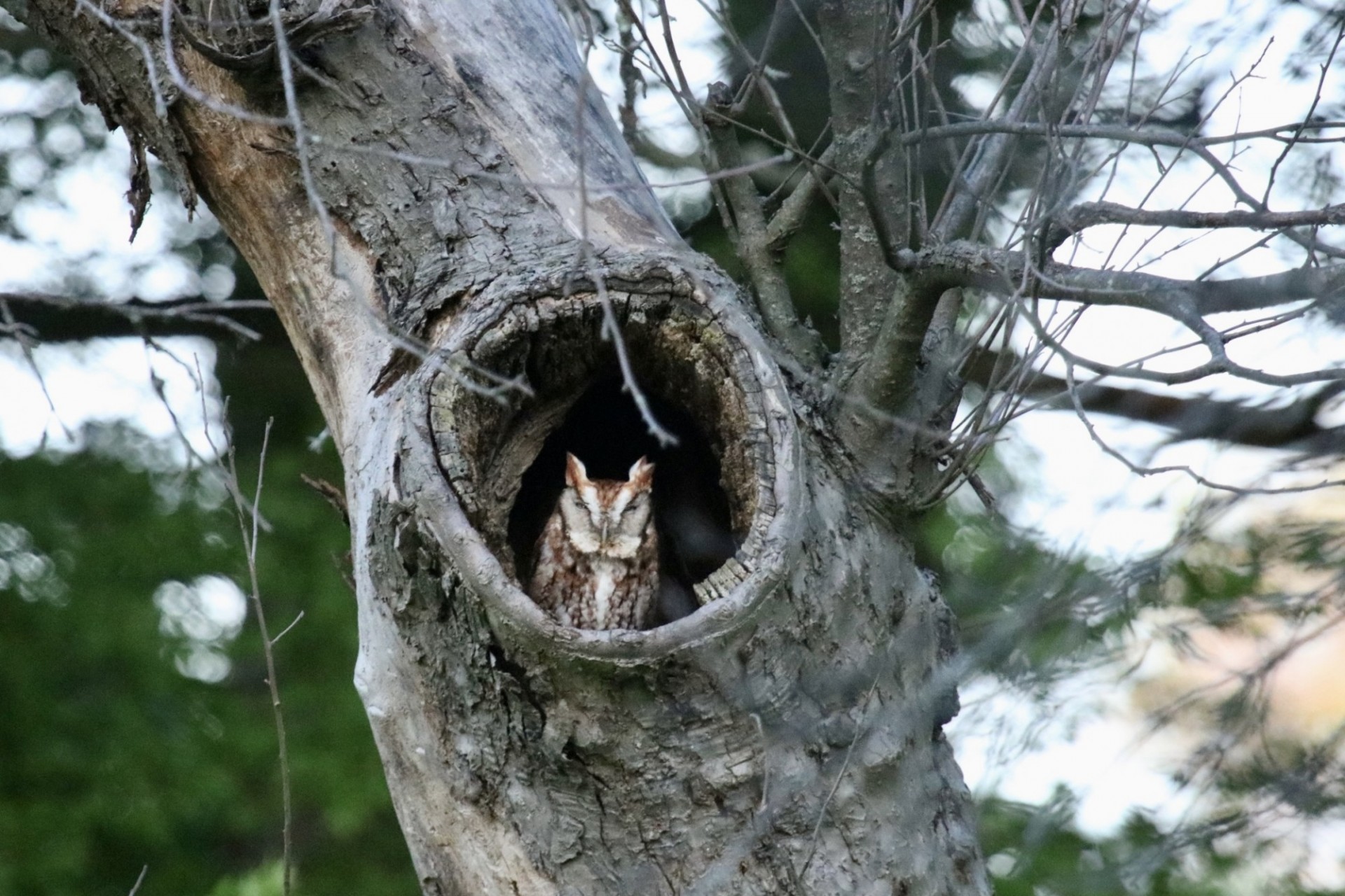 Eastern screech owl in an apple tree on Lamont-Doherty Earth Observatory campus. Credit: Timothy Trimble, Lamont-Doherty Earth Observatory