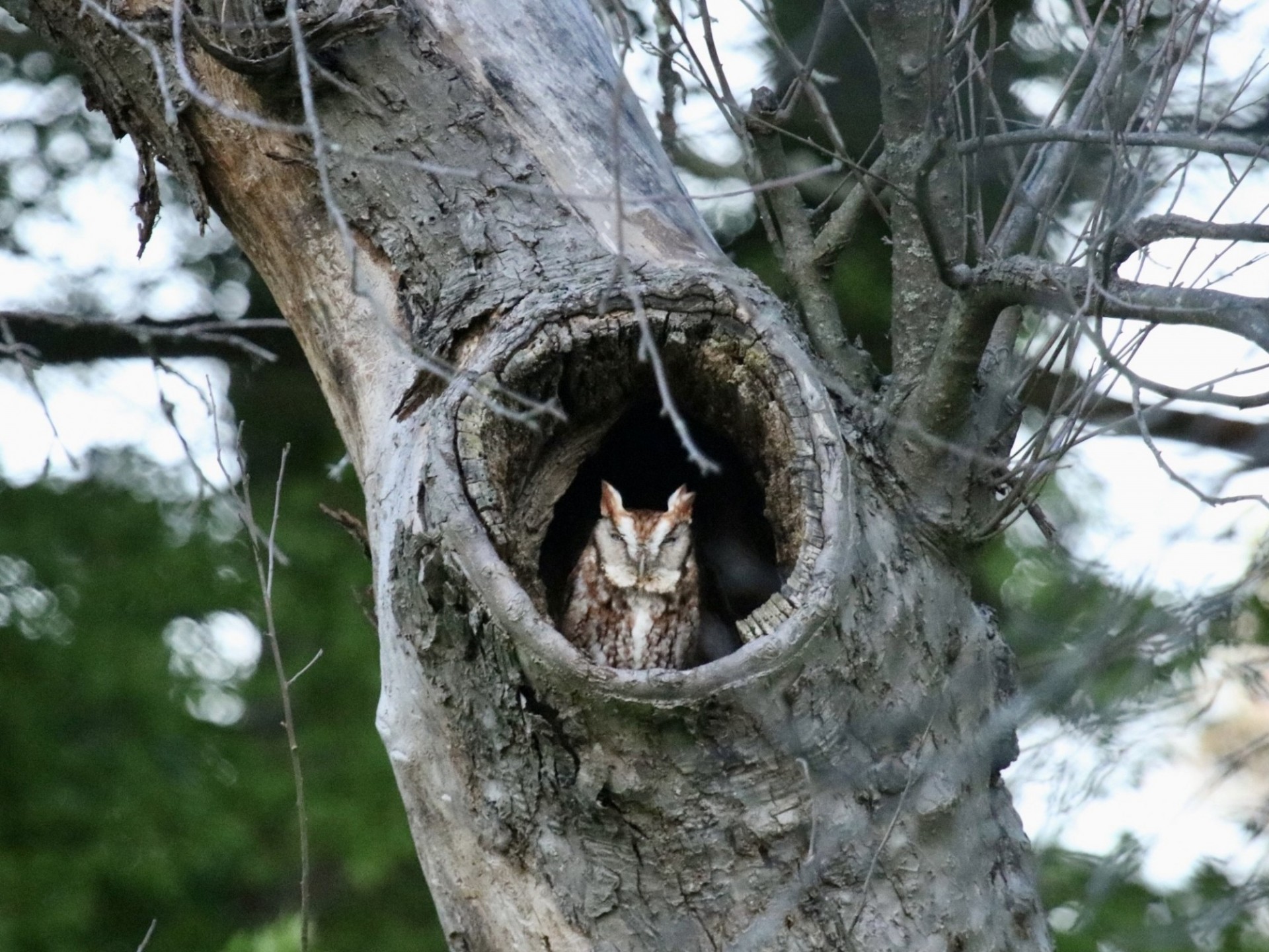 Eastern screech owl in an apple tree on Lamont-Doherty Earth Observatory campus Credit: Timothy Trimble, Lamont-Doherty Earth Observatory